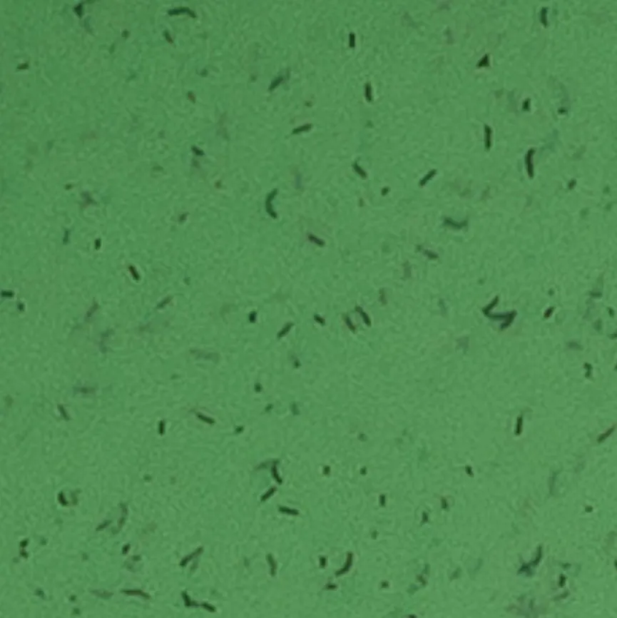 Outlet Besteck Klikk Ready 4tlg. Bestecke