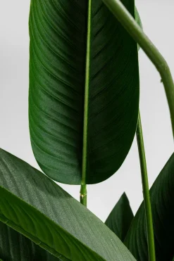 Discount Deko Pflanze 51684 Paradise Flowers Grünpflanzen|Dekofiguren Tiere & Pflanzen