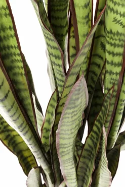 Outlet Deko Pflanze 60718 Sansewieria Grünpflanzen|Dekofiguren Tiere & Pflanzen