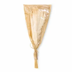 Grünpflanzen|Deko-Strauß Schilfrohr 50 cm