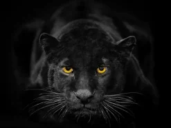 EUROART Bilder Ohne Rahmen|Bilder Nach Themen|Glasbild 30 x 40 cm Black Panther III