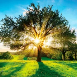 EUROART Bilder Ohne Rahmen|Bilder Nach Themen|Glasbild 50 x 50 cm Green trees IX