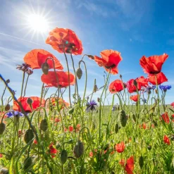 EUROART Bilder Ohne Rahmen|Glasbild 50 x 50 cm Poppies IV