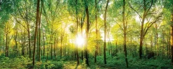 EUROART Glasbild 125 x 50 cm Sunlight Forest I