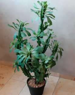Kunstpflanze Euphorbia 88 cm