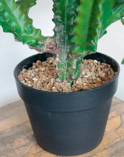 Kunstpflanze Euphorbia 88 cm