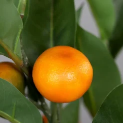 Grünpflanzen|Kunstpflanze Mandarinenbaum 55 cm