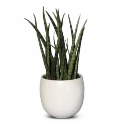 Kunstpflanze Sanserveria Fernwood 27 cm