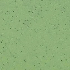 Koziol Vorratsdosen|Lunchbox Pascal Ready 4tlg