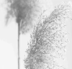 Schmidt Schiebevorhang Irlos 60 x 260 cm