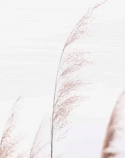 Schmidt Schiebevorhang Pamilo 5er-Set