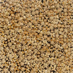 KARE DESIGN Wandbild 120 x 120 cm Flower 39249