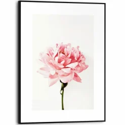 Reinders Wandbild 30 x 40 cm Pink Rose