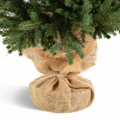 Online Weihnachtsbaum Zwergfichte 90 cm Für Den Weihnachtsbaum